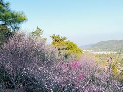 -香雪海