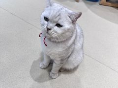 -藏猫猫咖啡主题馆(中央大道店)