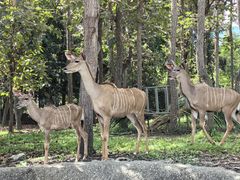 -清迈夜间动物园