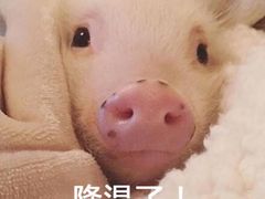 -鲍师傅糕点(江苏路店)