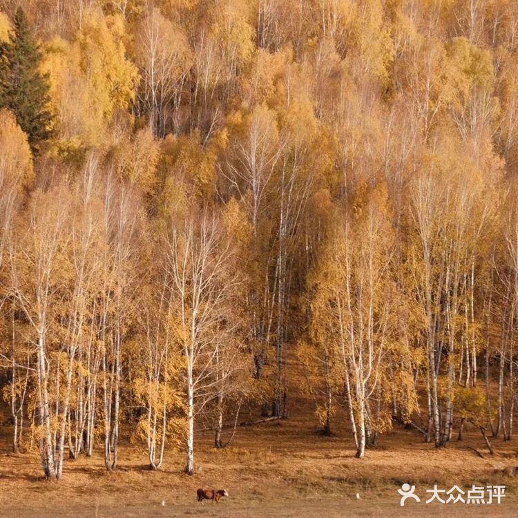北疆喀纳斯绝美赏秋地！人间仙境禾木村