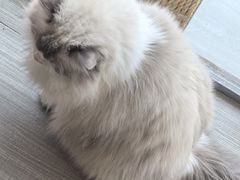 -藏猫猫咖啡主题馆(中央大道店)