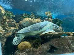 -上海海洋水族馆