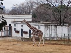 -合肥野生动物园