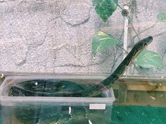 -上海大自然野生昆虫馆(东方明珠·爬宠昆虫探索中心)