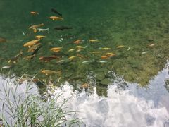 -芦茨金富饭庄·25年老字号·专做稻草鸡