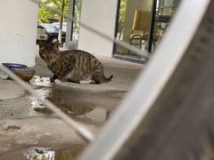 -猫里有甜