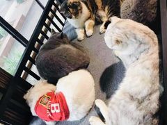 -more than meow吴止猫主题餐厅(承德 中船汇店)