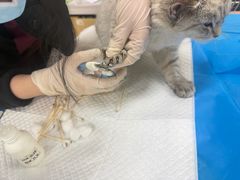 -美联众合动物医院·24h京西诊疗中心