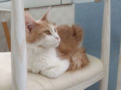 -喵的天空名猫咖啡馆·撸猫·猫舍·用品