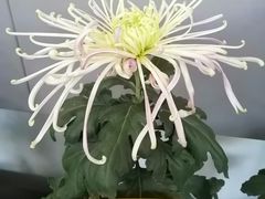 -杭州植物园