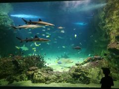 -悉尼海洋生物水族馆