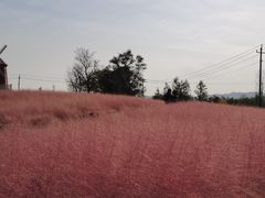 -羊亭河湿地公园