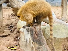 -深圳野生动物园
