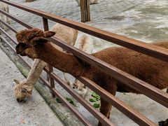 -栾川竹海野生动物园