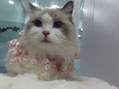-爱洗澡的猫(望京店)