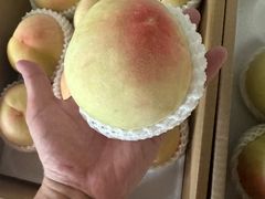 -南汇新场正宗水蜜桃采摘