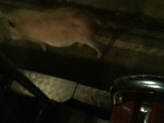 -清迈夜间动物园