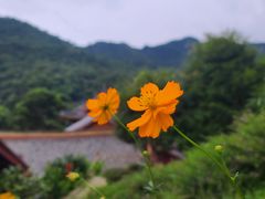 -灵光寺