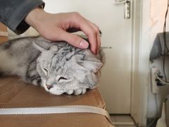 -平行世界·猫咖(首经贸店)