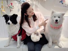 -汪说·狗咖·拼豆·宠物周边DIY(旺城大厦店)