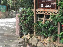 -西双版纳原始森林公园