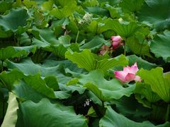 -杭州西湖东坡酒店