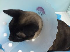 -纳吉亚猫专科动物诊疗中心(蒋宅口分院)