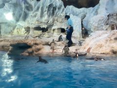 -帝企鹅自助餐厅•儿童岛•真企鹅(长隆企鹅酒店)