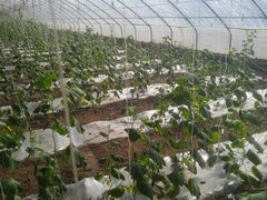 -万源龙顺度假庄园生态观光园