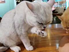 -猫小院猫主题餐厅(三里屯店)
