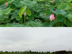 -武汉紫薇都市田园