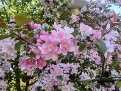 -长白岛森林公园