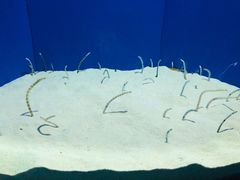 -上海海洋水族馆