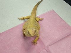 -北京观赏动物医院·24小时大型综合·猫专科·异宠专科