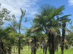 -歌斐颂巧克力小镇