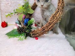 -十年猫舍·猫咪专门店(普陀店)