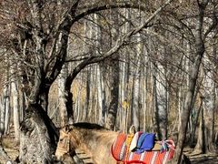 -泸沽湖国家级风景名胜区走婚桥