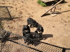 -大连森林动物园