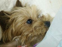 -芭比堂动物医院·犬猫全科·异宠专科(雁塔分院)