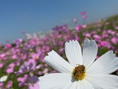 -贡湖湾湿地公园