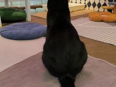 -大型宠物商超·宠海王国·宠物猫狗活体·用品·美容(新世界百货重庆店)