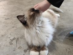 -浣熊柯尔鸭土拨鼠·电玩咖