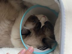 -瑞派宠物医院·犬猫全科·猫友好(宾水西道店)