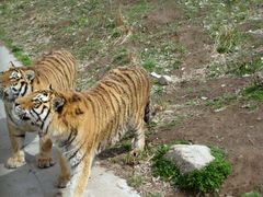 -西安秦岭野生动物园