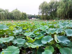 -东升八家郊野公园