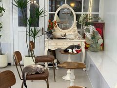 -共舞时光猫咖·狗咖(新街口店)