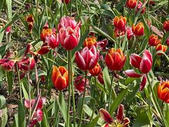 -铁山坪森林公园