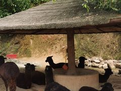 -泉州海丝野生动物世界