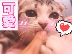 -爱宠屋pet shop·宠物洗澡·宠物美容
